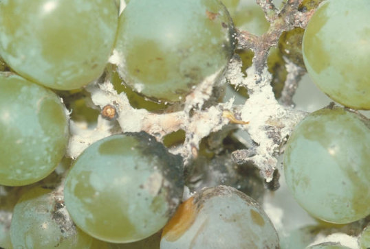 クワコナカイガラムシ