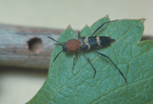 ブドウトラカミキリ1