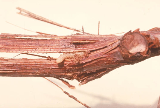 ブドウトラカミキリ2