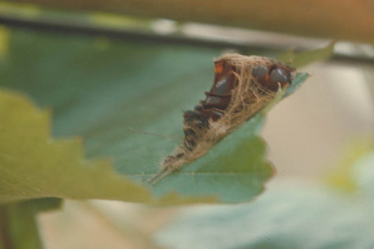 トビイロイラガ