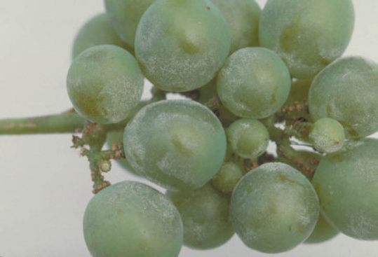 うどんこ病のブドウの実