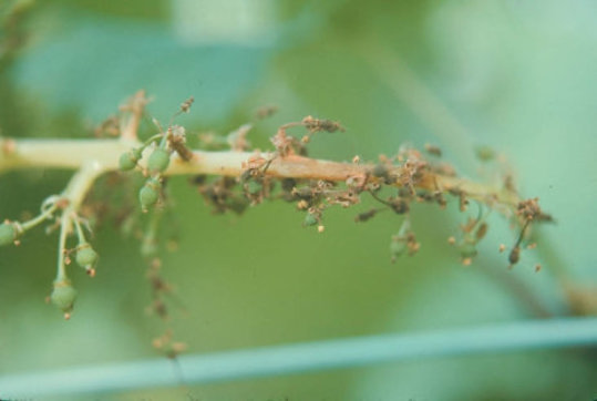 灰色かび病のブドウの茎