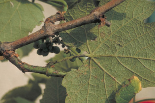 つる割病のブドウの幹