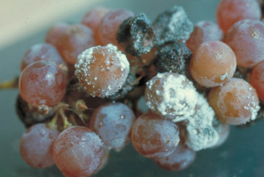 苦腐病のブドウの実