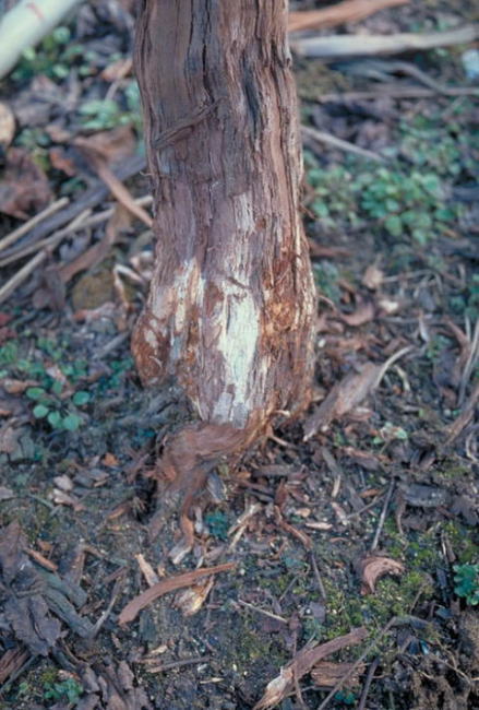 白紋羽病のブドウの根