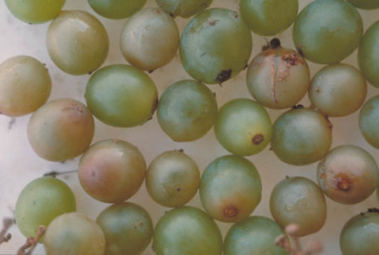 白腐病のブドウの実