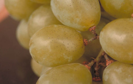 スス点病のブドウの実