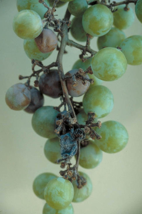 房枯病のブドウの実