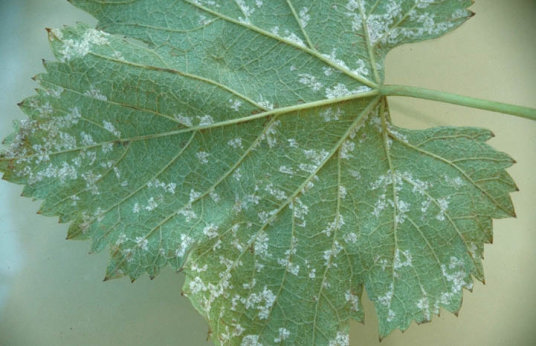 べと病のブドウの葉2