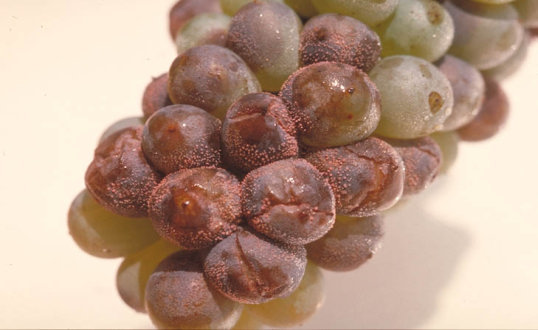 晩腐病のブドウ