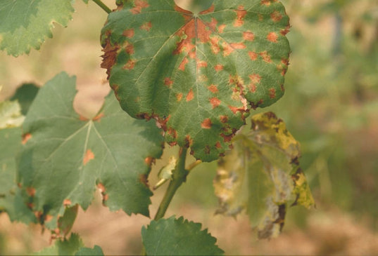 べと病のブドウの葉1