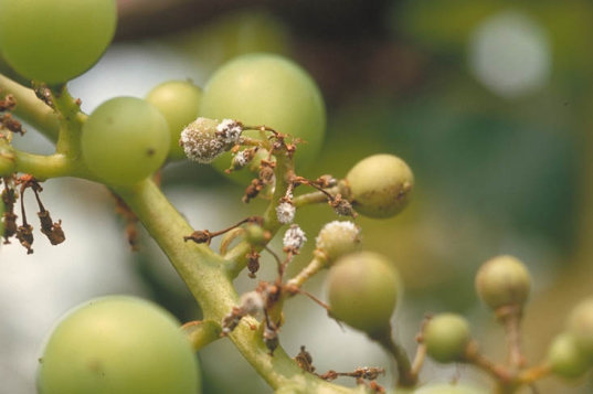 べと病のブドウの実