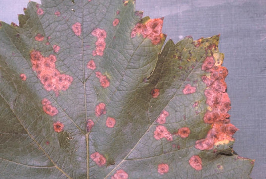 褐斑病のブドウの葉