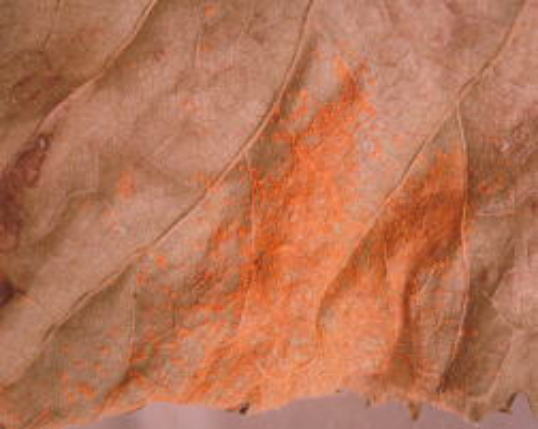 さび病のブドウの葉