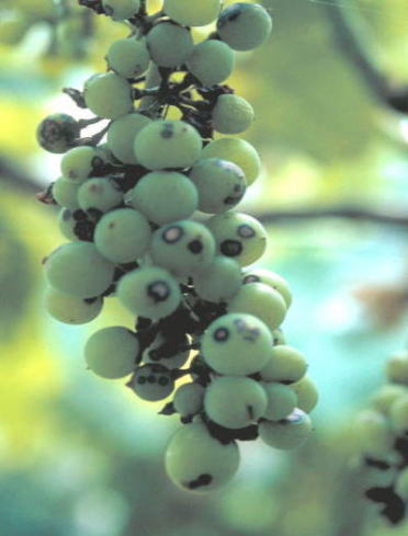 黒とう病のブドウの実