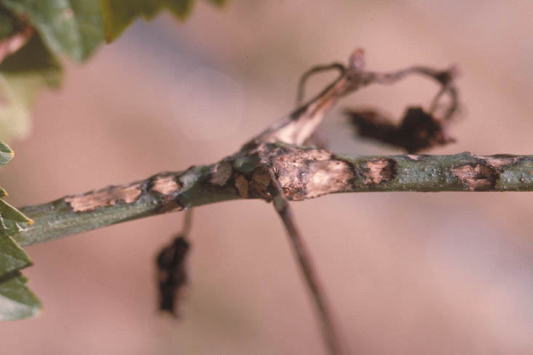 黒とう病のブドウの枝