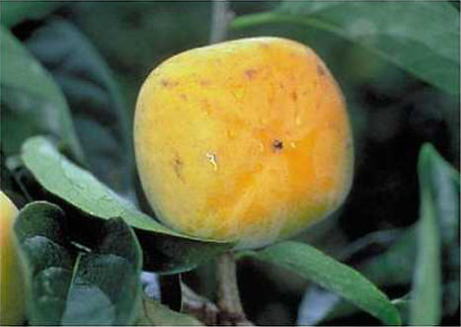 ミカンキイロアザミウマ