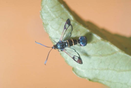 ヒメコスカシバ2