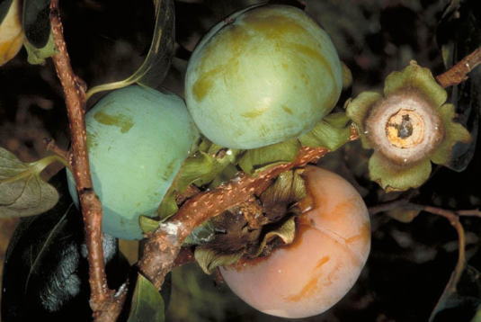 カキノヘタムシガ1