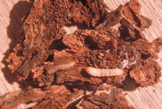 ヒメコスカシバ4