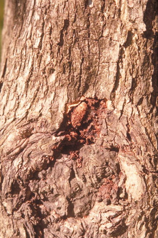 ヒメコスカシバ5