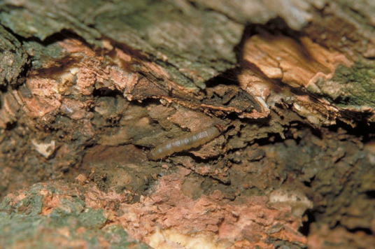 クロフタモンマダラメイガ1