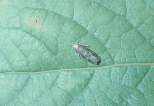 クロフタモンマダラメイガ2