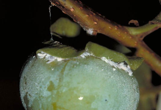 フジコナカイガラムシ1