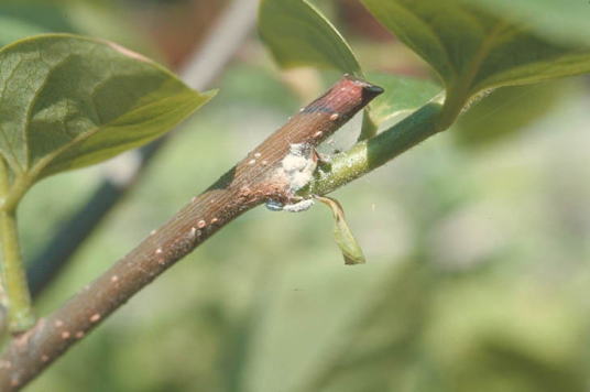 フジコナカイガラムシ2