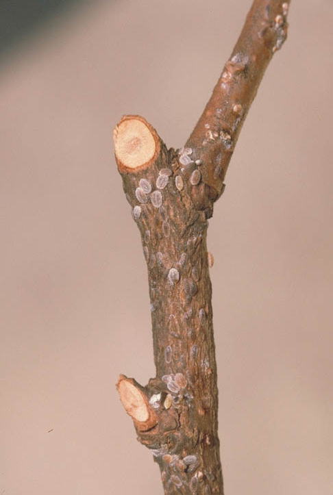 オオワタコナカイガラムシ1