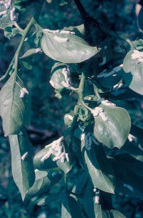 オオワタコナカイガラムシ2