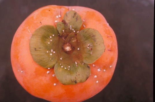 クワシロカイガラムシ1