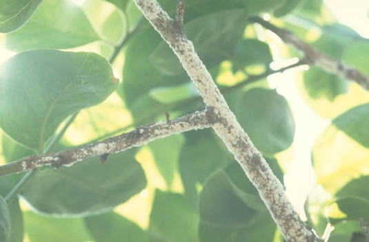 クワシロカイガラムシ2