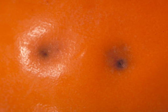 コガシラアワフキ1