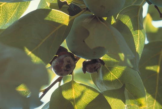 カキノヘタムシガ2