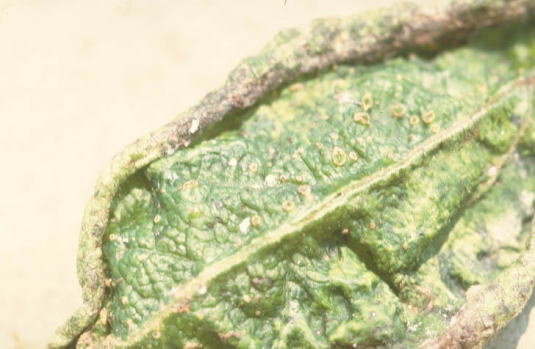 カキクダアザミウマ1