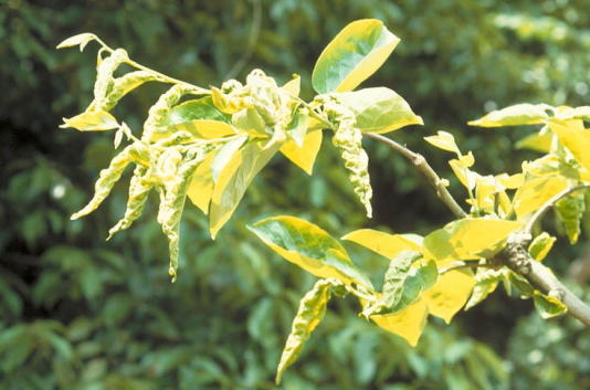 カキクダアザミウマ2