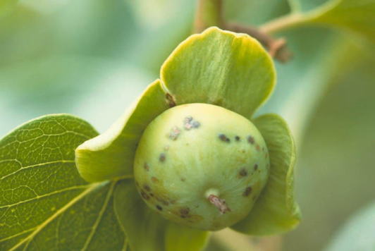 カキクダアザミウマ4