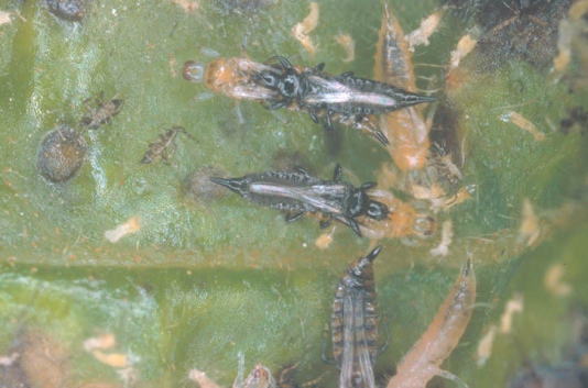 カキクダアザミウマ5