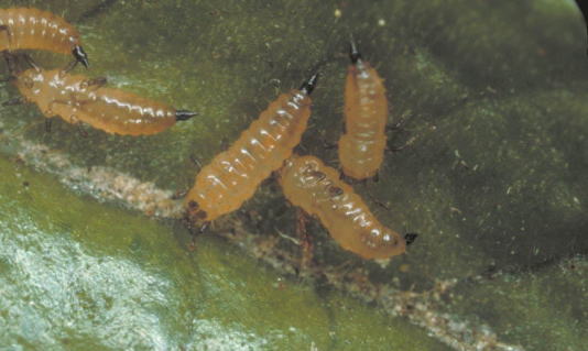 カキクダアザミウマ6