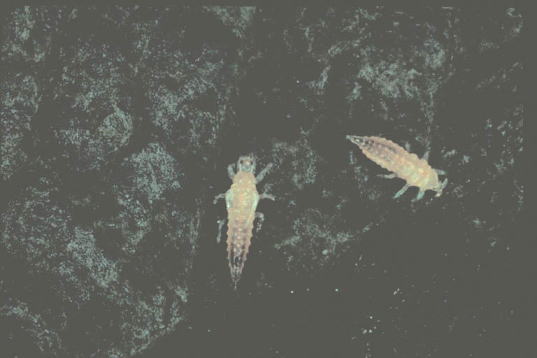 カキクダアザミウマ8