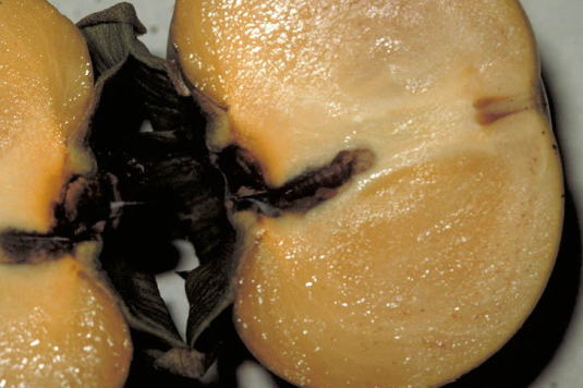 カキノヘタムシガ3