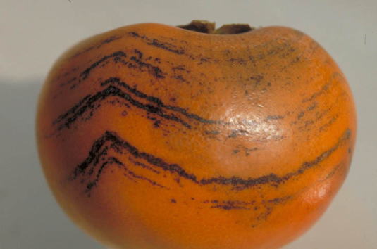 チャノキイロアザミウマ