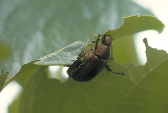 ドウガネブイブイ