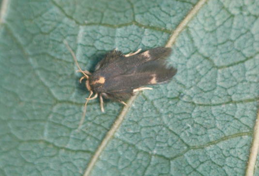 カキノヘタムシガ4