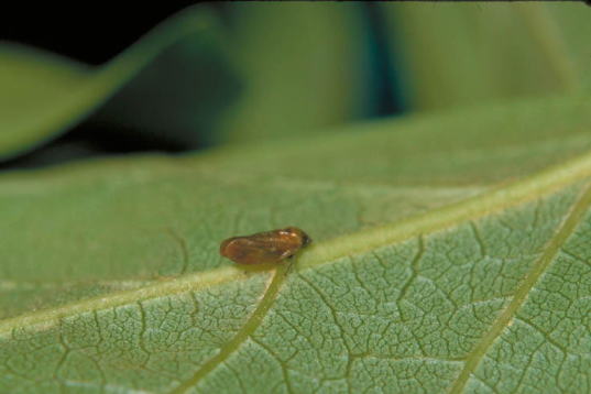 コガシラアワフキ3