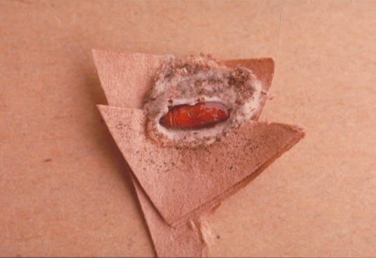 カキノヘタムシガ5