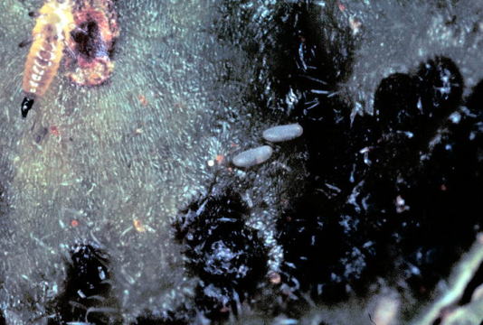 カキクダアザミウマ7