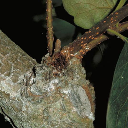 ヒメコスカシバ1