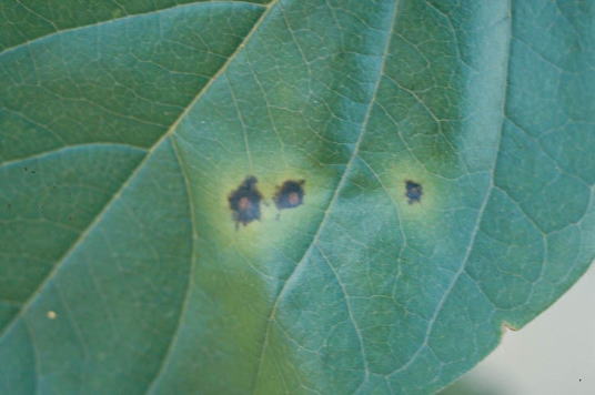 黒星病のカキの葉1